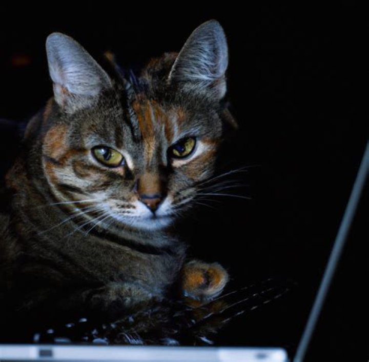 Why does my cat feel bony?