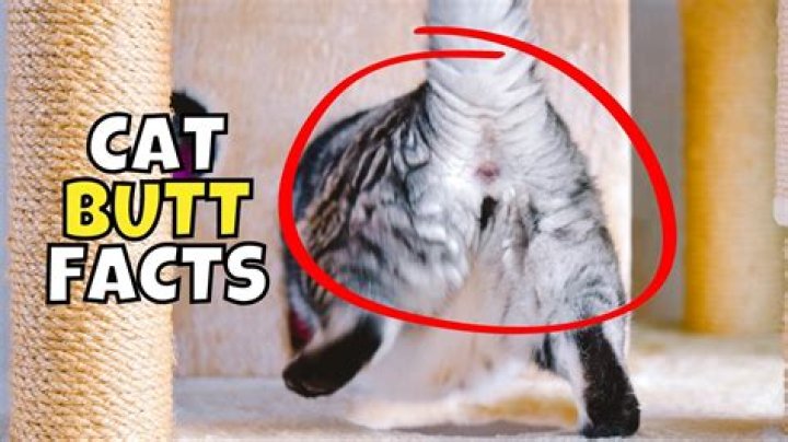 Why does my cats butt stink?