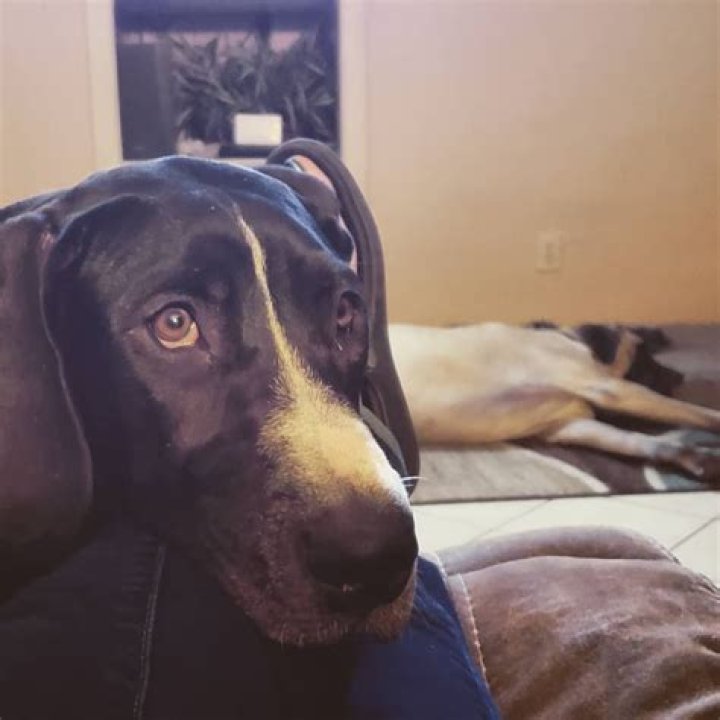 Why does my dog always want to sit on my lap?