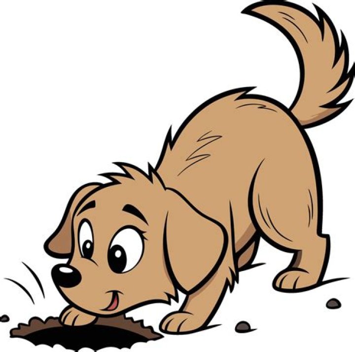Why does my dog dig in the bed before he lays down?
