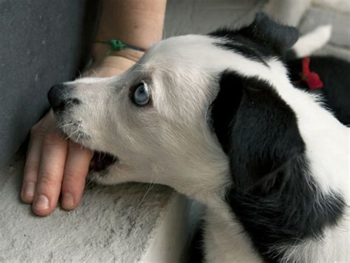 Why does my dog hold my hand in his mouth?