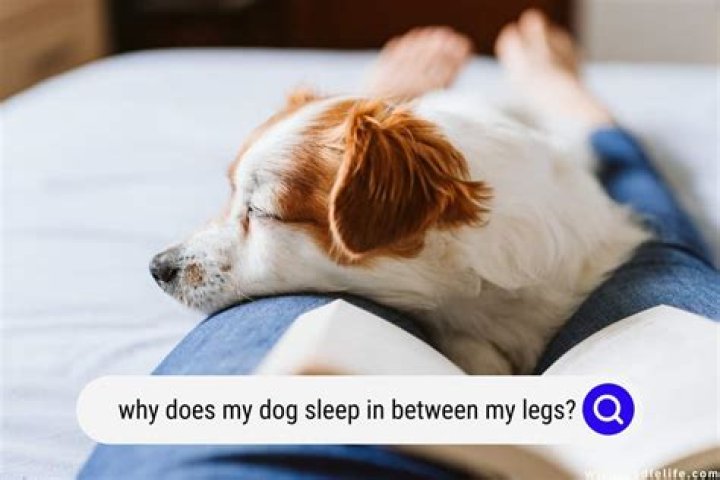 Why does my dog hold my leg when I walk?