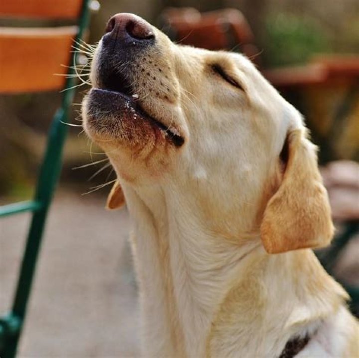 Why does my dog howl when I play music?