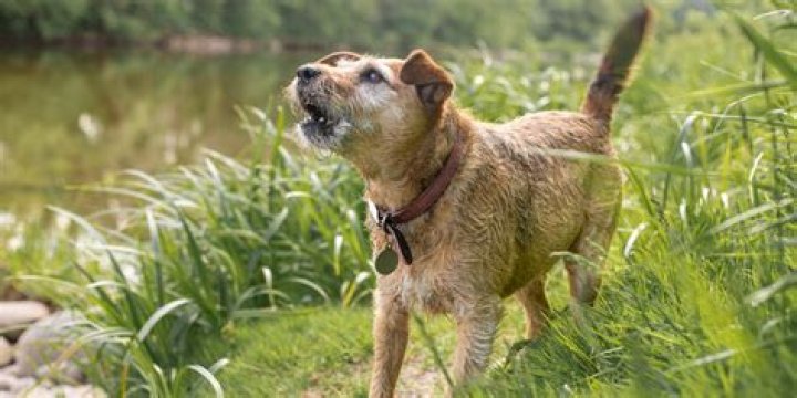 Why does my dog keep staring at nothing?