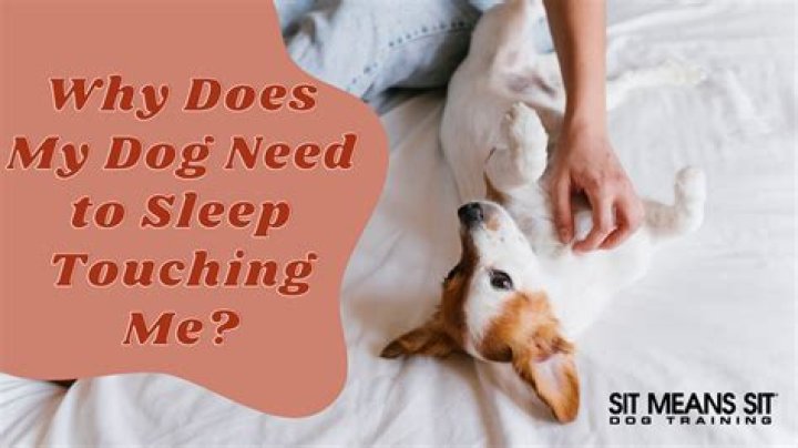 Why does my dog sleep in my bed when I'm gone?