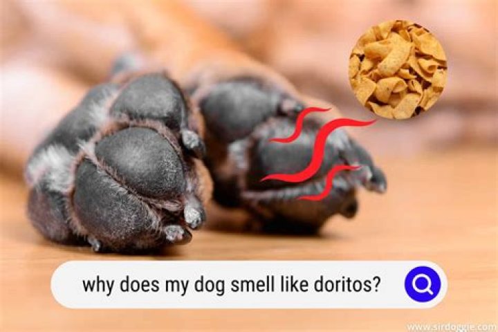 Why does my dog smell like Doritos?