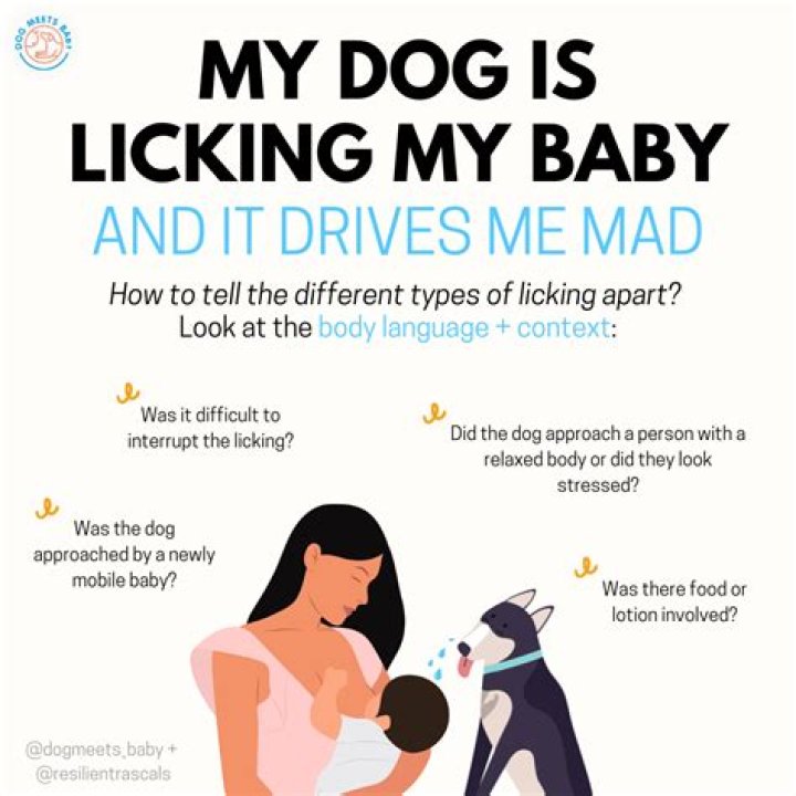 Why does my dog steal my bra?
