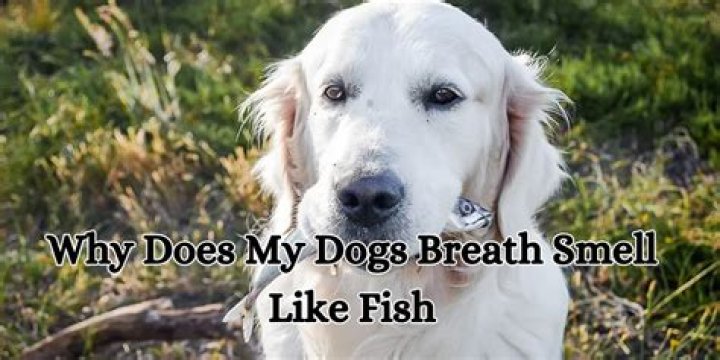 Why does my dog's breath smell?