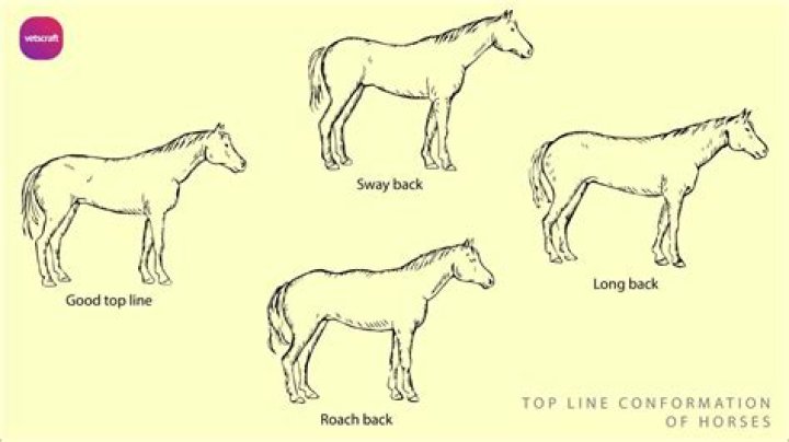 Why does my horse rears when lunging?