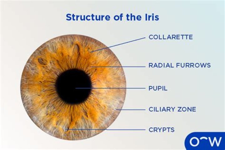 Why does Nora not like Iris?