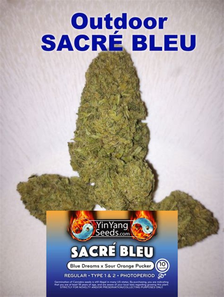 Why does Sacre bleu mean?