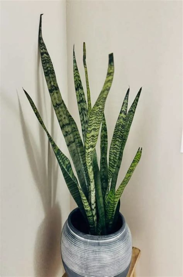 Why is it called a snake plant?