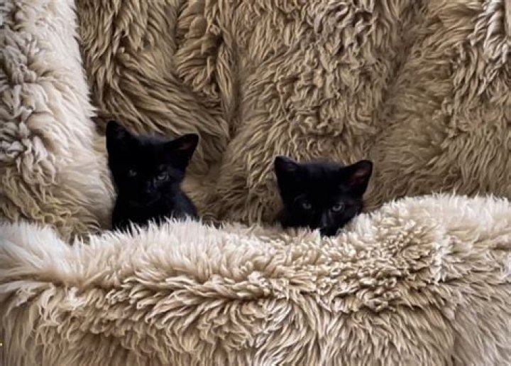 Why is it hard to adopt out black dogs?