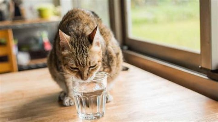 Why is my 12 year old cat drinking water?