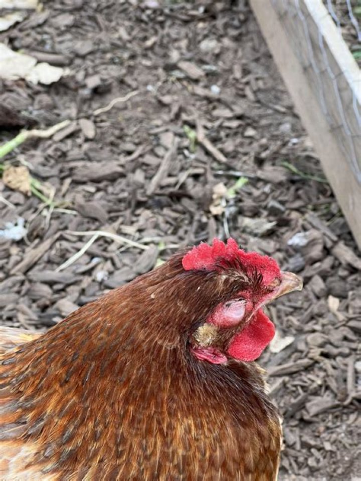 Why is my chickens eye swollen shut?