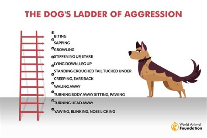 Why is my dog getting more aggressive with age?