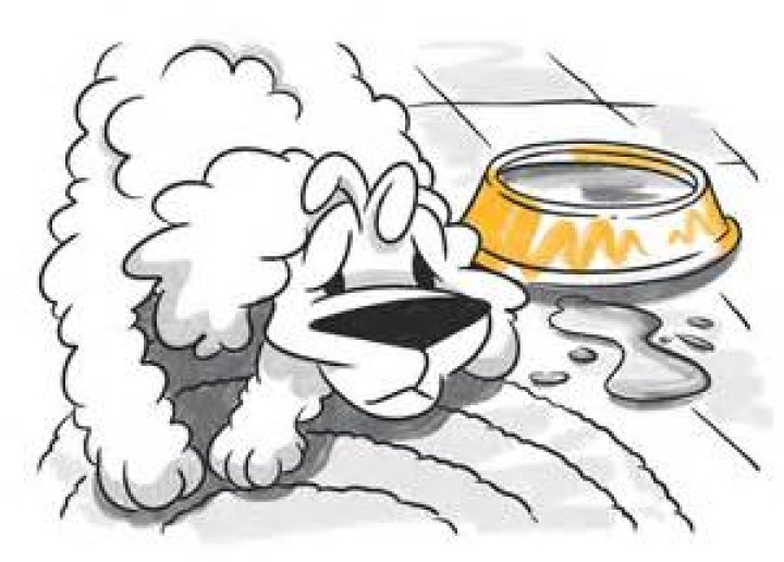 Why is my dog waking up at 4am?