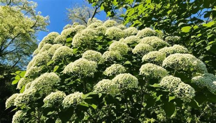 Why is my hydrangea so leggy?