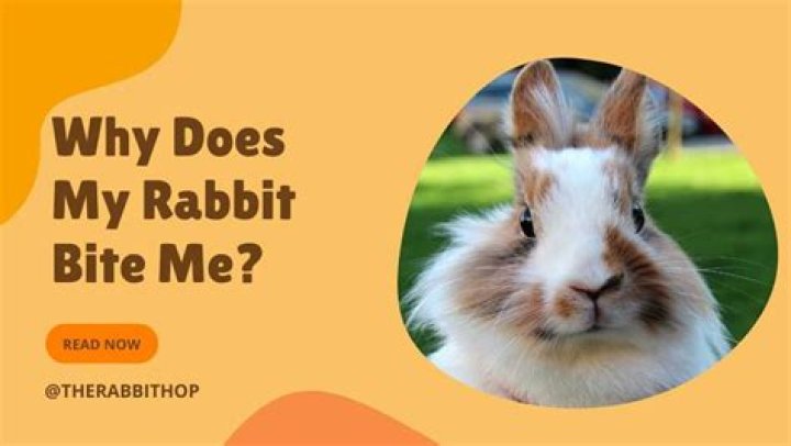 Why is my rabbit biting me?