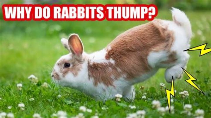 Why is my rabbit not affectionate?