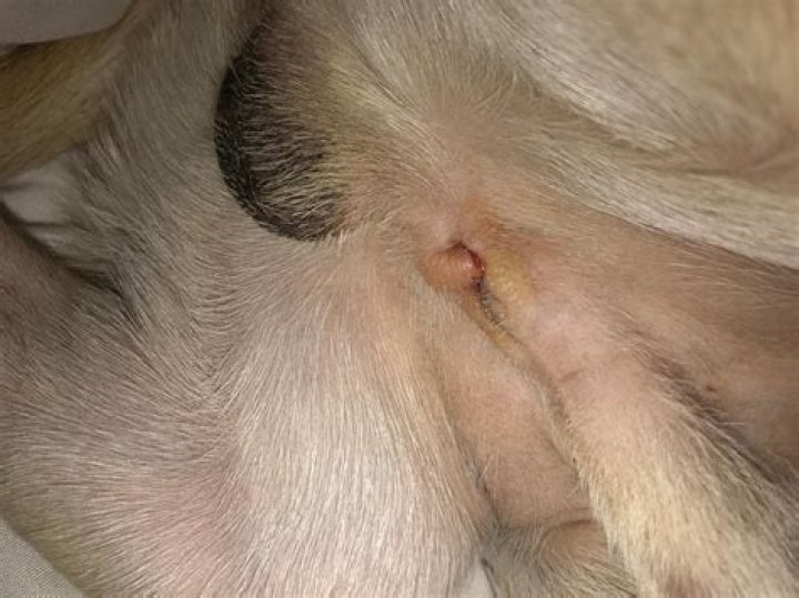 Why is my rat so scared of me?