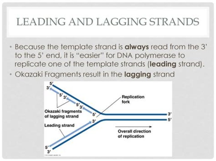 Why is the new strand called the lagging strand quizlet?