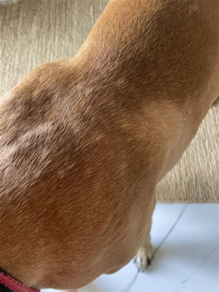 Why is there a wet spot when my dog gets up?