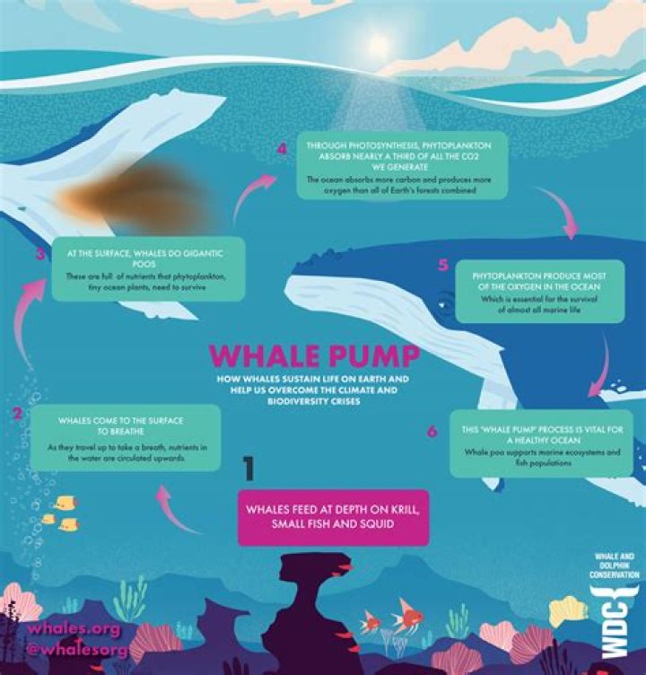 Why is whale oil so valuable?
