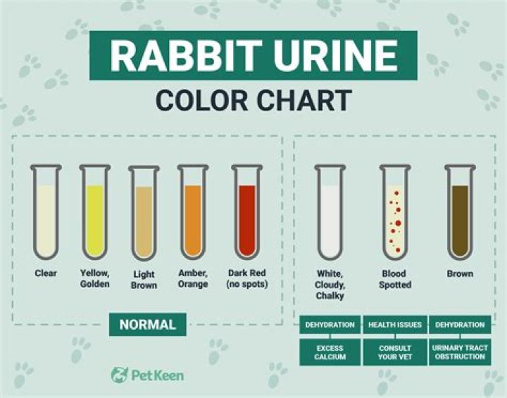 Why rabbit urine is red?