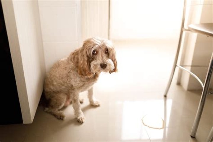 Why won't my dog stop peeing in the house?