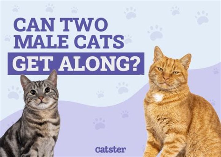 Will 2 male neutered cats get along?