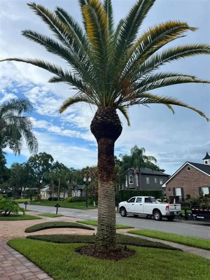 Will a dead tree fall over?