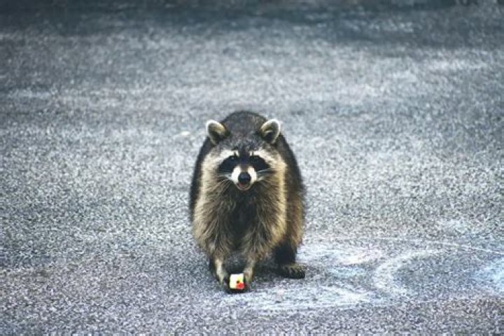 Will barbed wire keep raccoons out?