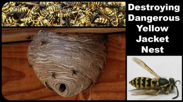 Will bees return to a destroyed nest?