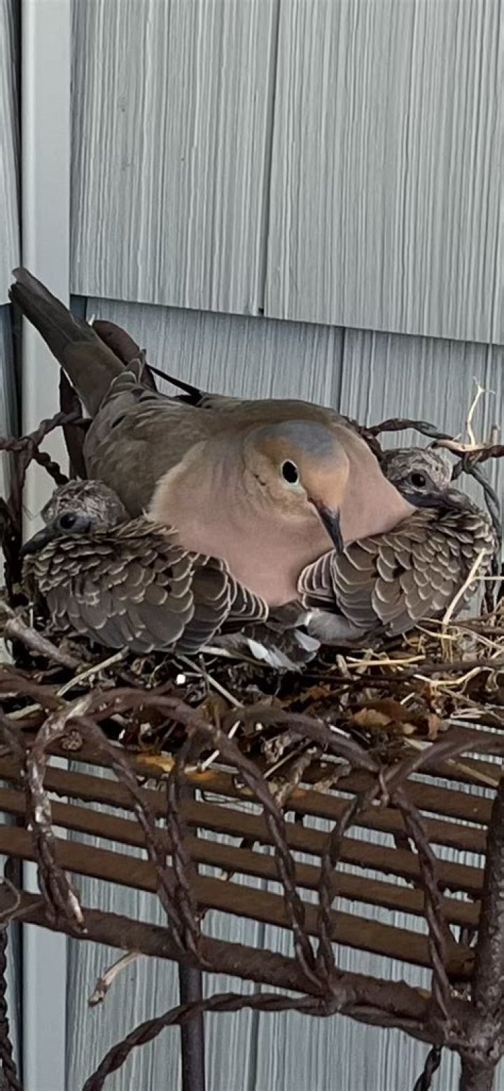 Will bird nest damage my house?