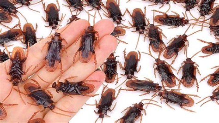 Will cockroaches ever go extinct?