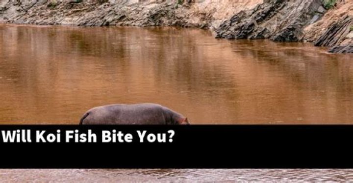 Will koi fish bite you?