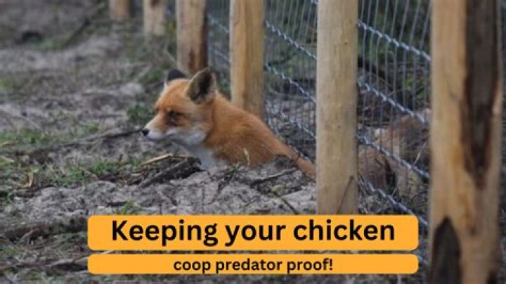 Will lights keep predators away from chickens?