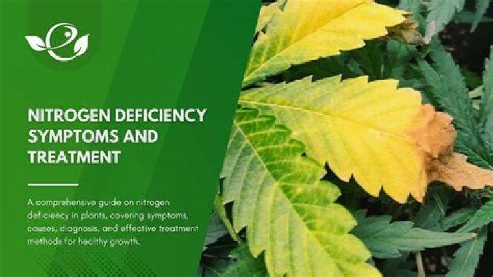 Will nitrogen deficient leaves turn green again?
