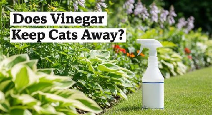 Will the smell of vinegar keep cats away?