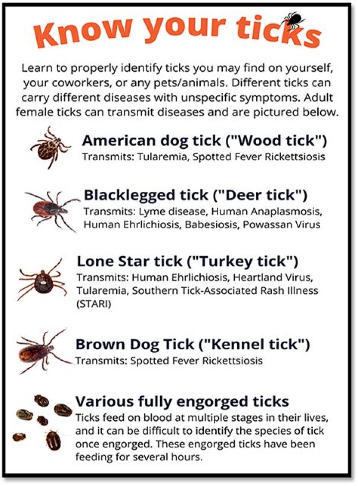 Will ticks go in your nose?